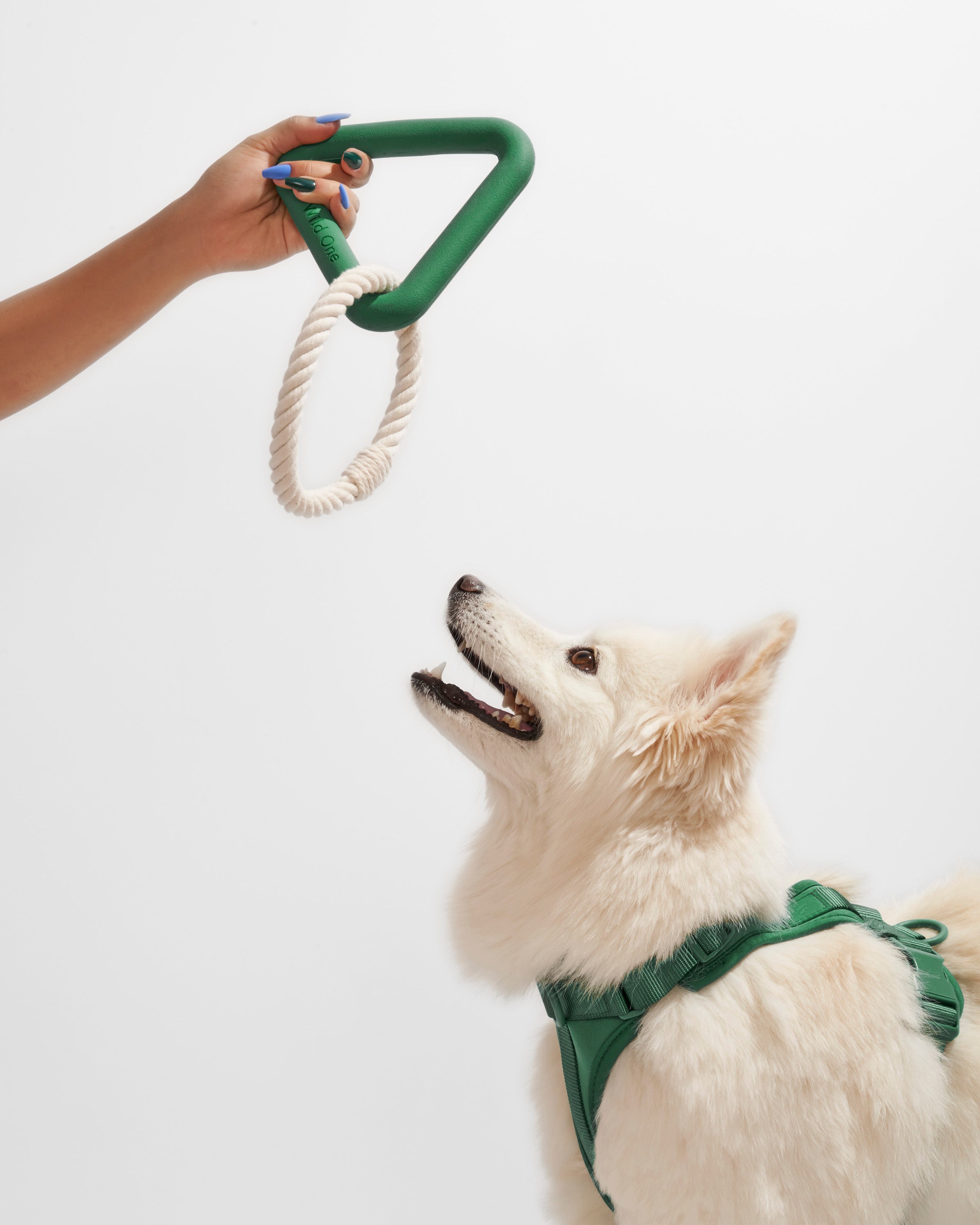 Dog Toy Kit