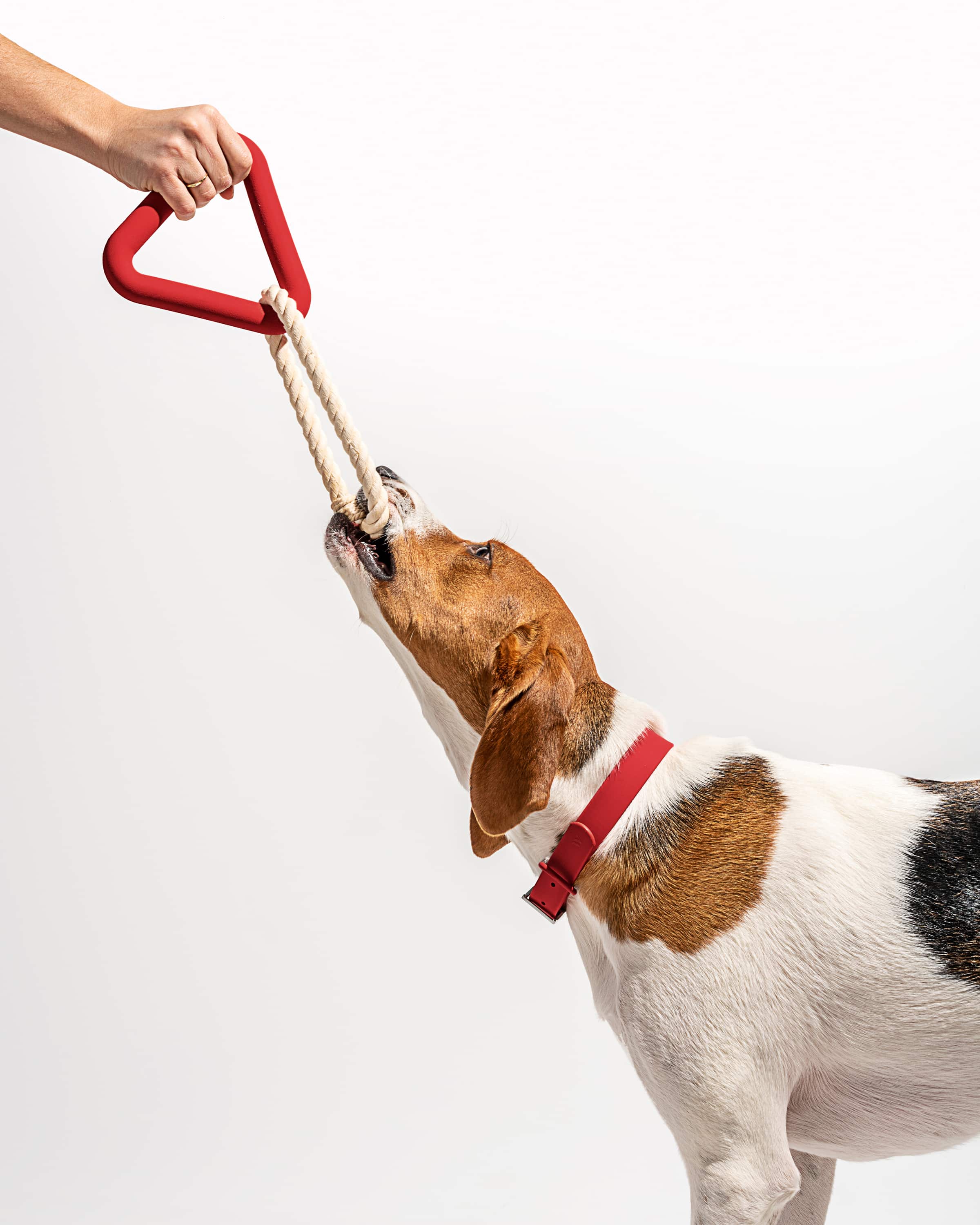 Dog Toy Kit